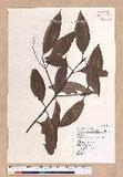 Cinnamomum austrosinense H. T. Chang dۥ