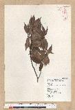 Neolitsea acuminatissima (Hayata) Kanehira et Sasaki ssl