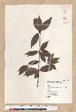 Neolitsea acuminatissima (Hayata) Kanehira et Sasaki ssl