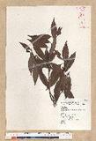 Neolitsea acuminatissima (Hayata) Kanehira et Sasaki ssl