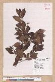 Litsea morrisonensis Hayata ɤsl