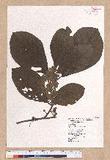 Litsea akoensis Hayata ̪Fl