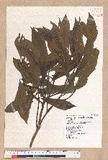 Litsea elongata (Wall. ex Nees) Benth. et Hook. f. var. mushaensis (Hayata) J. C. Liao l