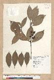 Neolitsea sericea (Blume) Koidz. շsl