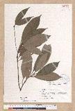 Machilus sp.