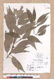 Cinnamomum okinawaense Hatusima