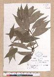 Cinnamomum okinawaense Hatusima
