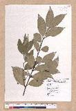 Cinnamomum osmophloeum Kanehira g׮