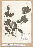 Neolitsea buisanensis Yamamoto & Kamikoti Z¤ssl