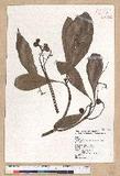 Machilus japonica Siebold et Zucc. var. kusanoi (Hayata) Liao j