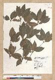 Neolitsea hiiranensis Liu & Liao nssl