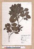 Cinnamomum camphora (L.) Nees & Eberm. var. nominale Hayata ݼ