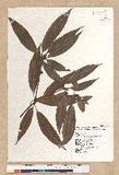 Neolitsea aciculata (Blume) Koidz. Usl