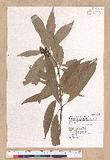 Litsea acuminata (Blume) Kurata l
