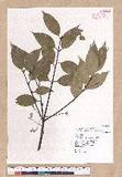 Cinnamomum osmophloeum Kanehira g׮
