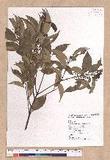 Cinnamomum osmophloeum Kanehira g׮