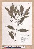 Cinnamomum macrostemon Hayata J׮