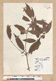 Neolitsea aciculata (Blume) Koidz. var. variabillima (Hayata) J. C. Liao ܸsl