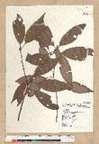 Neolitsea aciculata (Blume) Koidz. var. variabillima (Hayata) J. C. Liao ܸsl