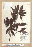 Neolitsea aciculata (Blume) Koidz. Usl