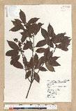 Neolitsea acuminatissima (Hayata) Kanehira et Sasaki ssl