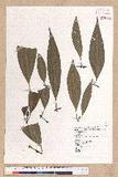 Machilus japonica Siebold et Zucc. 饻()