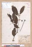 Cinnamomum micranthum (Hayata) Hayata N