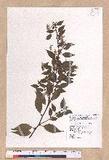 Lindera aggregata (Sims) Kosterm. ѻOQ