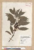 Neolitsea sericea (Blume) Koidz. շsl