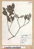 Neolitsea buisanensis Yamamoto & Kamikoti Z¤ssl