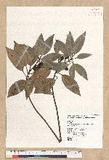 Neolitsea sericea (Blume) Koidz. var. aurata (Hayata) Hatusima sl