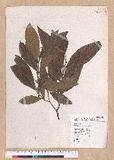 Litsea akoensis Hayata ̪Fl