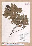 Cinnamomum reticulatum Hayata g