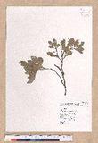 Cinnamomum reticulatum Hayata g