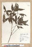 Neolitsea acuminatissima (Hayata) Kanehira et Sasaki ssl
