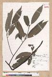 Machilus japonica Siebold et Zucc. 饻()