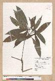 Machilus japonica Siebold et Zucc. 饻()