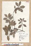 Neolitsea buisanensis Yamamoto & Kamikoti Z¤ssl