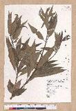 Litsea acuminata (Blume) Kurata l