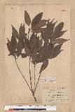 Neolitsea aciculata (Blume) Koidz. Usl