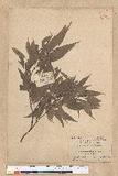 Neolitsea aciculata (Blume) Koidz. Usl