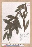 Cinnamomum insulari-montanum Hayata s׮(xW׮)