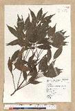 Neolitsea acuminatissima (Hayata) Kanehira et Sasaki ssl