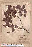 Lindera atrychnifolia Sieb. et Zucc.
