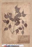 Lindera atrychnifolia Sieb. et Zucc.