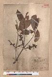 Pasania taitoensis (Hayata) Liao OFR