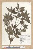 Neolitsea acuminatissima (Hayata) Kanehira et Sasaki ssl