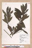 Litsea elongata (Wall. ex Nees) Benth. et Hook. f. var. mushaensis (Hayata) J. C. Liao l