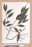 Cinnamomum insulari-montanum Hayata s׮(xW׮)