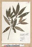 Neolitsea aciculata (Blume) Koidz. var. variabillima (Hayata) J. C. Liao ܸsl